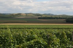 Krajina vinic u Mikulova