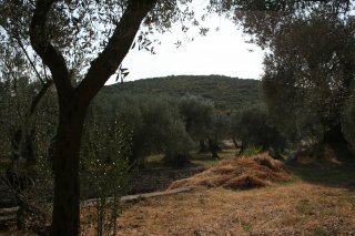 Olivovníkový háj